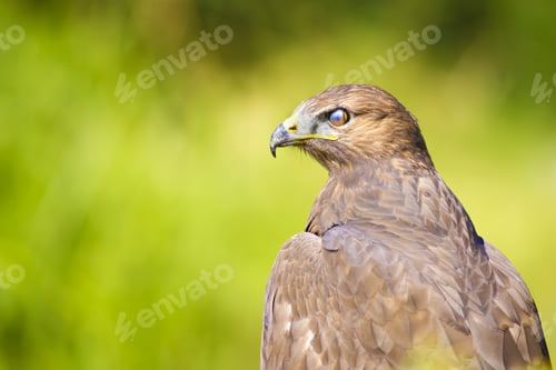 Preview: Hawk Portrait. Green Nature Background Long Legged Buzzard / Buteo Rufinus