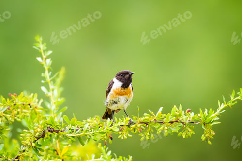Preview: Cute Little Bird On Branch. Green Nature Background. Bird: European Stonechat. Saxicola Rubicola.