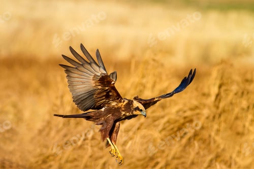 Preview: Flying Wild Bird. Yellow Nature Background.