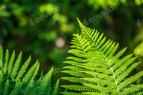 Preview: Foliage Leaf Grass Texture In Green Sunny Summer Time. Nature Background Fill