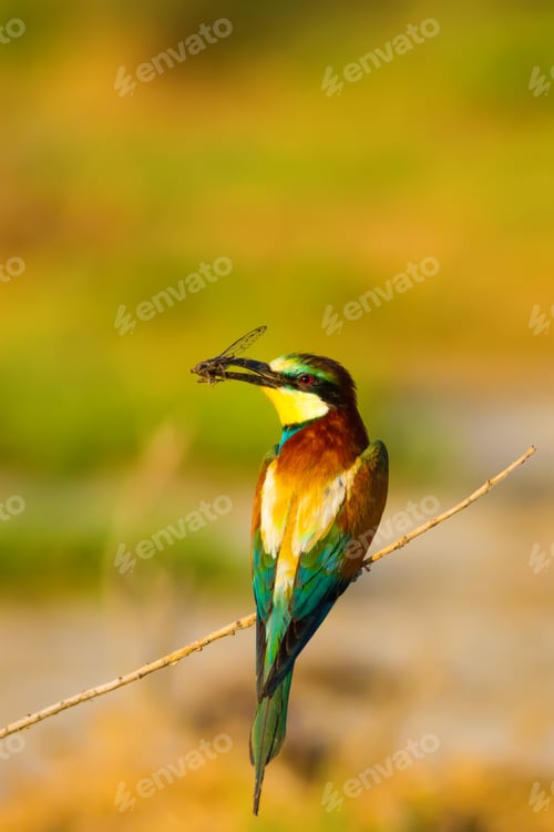 Preview: Colorful Bird. Warm Colors Nature Background. Bee Eater. Merops Apiaster.