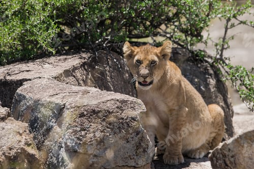 Preview: Vanishing Africa: African Lion Cub In The Maasai Mara National Park, Kenya