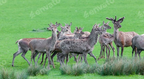 Preview: Deers In Sainte Croix, France