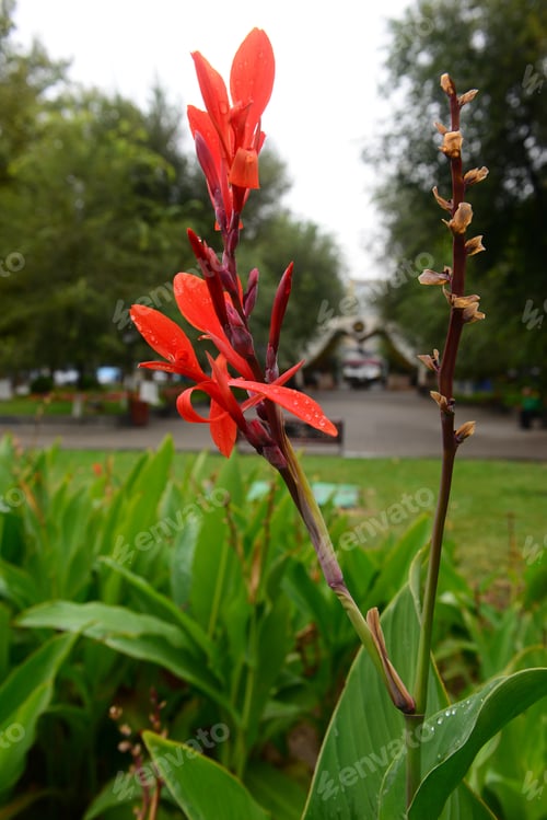 Preview: Blooming Canna (Canna Lily) With Raindrops