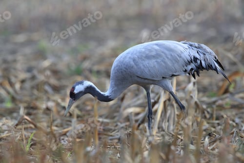 Preview: Common Cranes In The Field Mecklenburg Germany