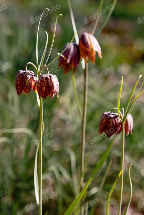 Preview: Fritillaria Meleagris, Snake Head Fritillary Flower In Spring Garden