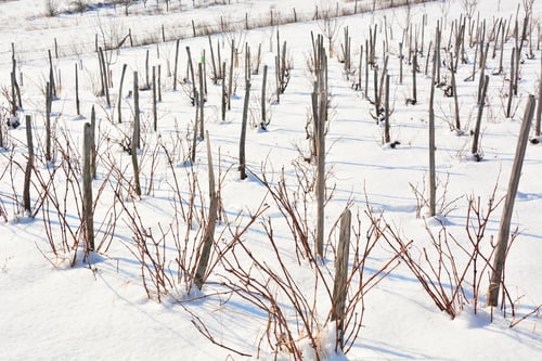 Preview: Winter Vineyard Under The Snow