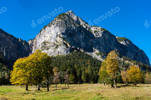 Preview: Old Maple Trees At The Greater Ahornboden Area In Austria In Autumn