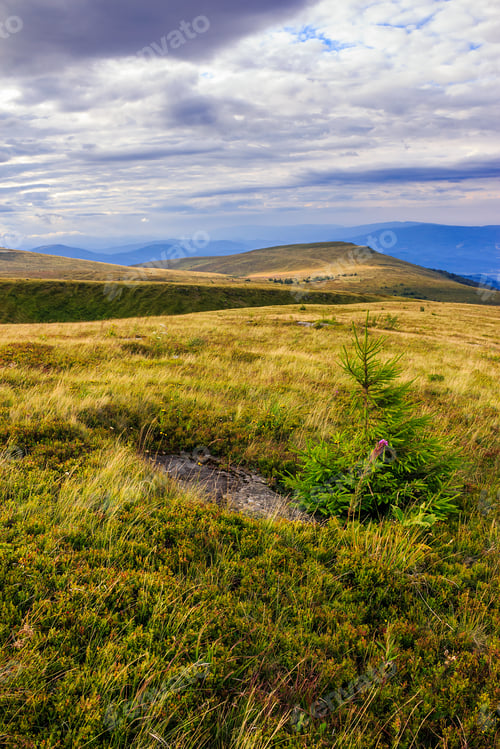 Preview: Mountain Landscape. Valley With Stones On The Hillside. Forest On The Mountain And Clearing At The