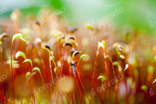 Preview: Abstract, Colorful Composition With Moss Flowers In Spring