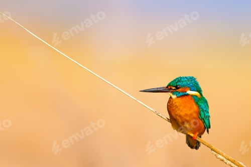 Preview: Cute Bird Kingfisher. Yellow Nature Background. Common Kingfisher Alcedo Atthis