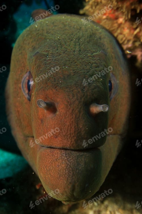 Preview: Giant Moray Eel