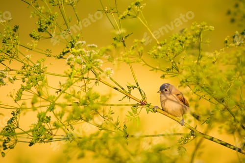 Preview: Cute Bird. Green Branches And Yellow Background. Eurasian Penduline Tit