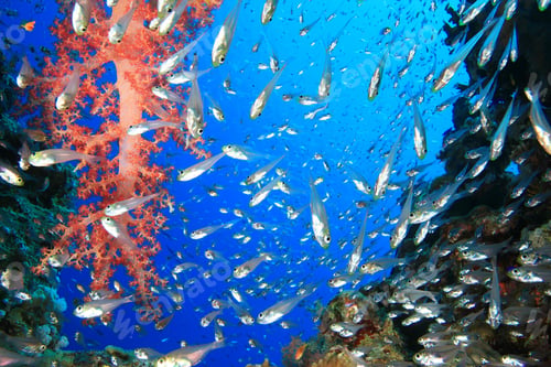 Preview: Glassfish And Soft Coral