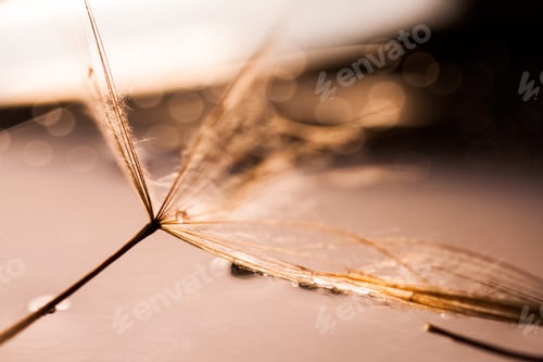 Preview: Macro, Abstract Composition With Colorful Water Drops On Dandelion Seeds