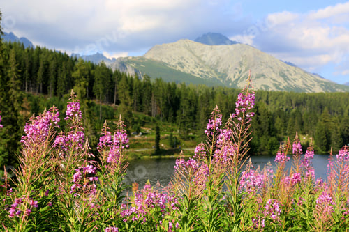 Preview: Ivan-Tea Wild Flowers In Mountains, Slovakia