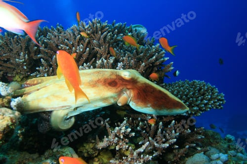 Preview: Reef Octopus (Octopus Cyaneus)
