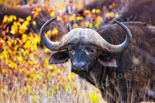 Preview: African Buffalo In Kruger National Park, South Africa