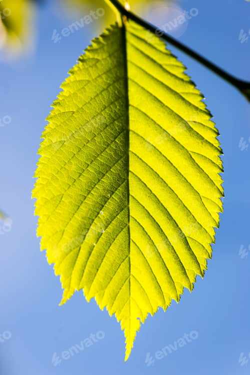 Preview: Green Leaves On Blue Sky Background