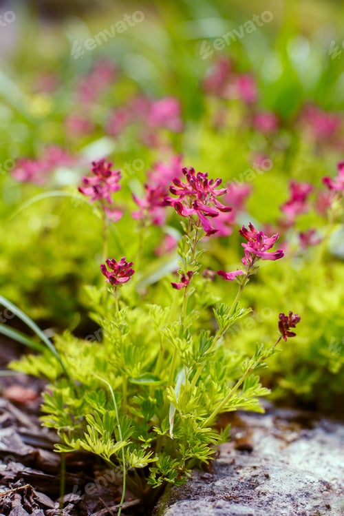 Preview: Corydalis Blossom In The Spring Garden. A Unique Variety Of Corydalis Buschii Nakai.