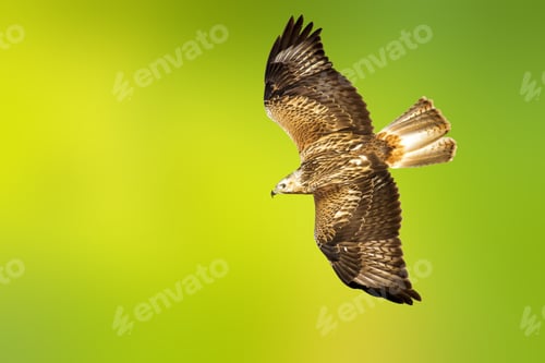 Preview: Bird Of Prey. Isolated Bird. Yellow Green Background.