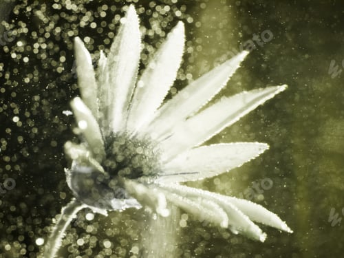 Preview: Abstract Underwater Composition With Dried Flower, Bubbles And Light