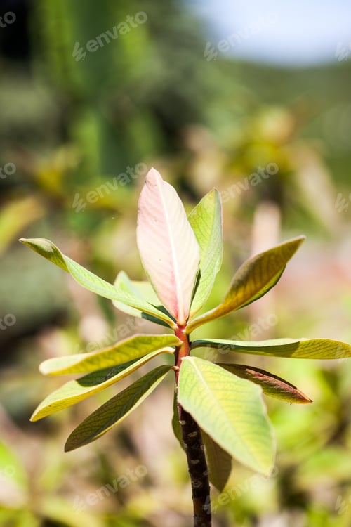 Preview: Synadenium Grantii Plant In Botanical Garden In Balchik, Bulgaria