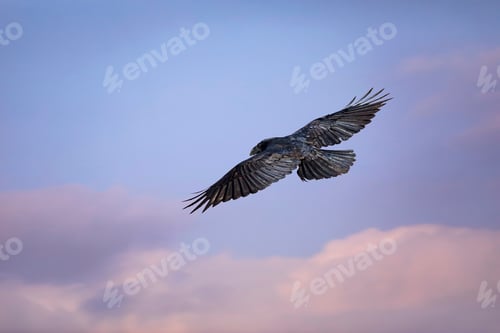 Preview: Flying Bird. Sky Background. Northern Raven. Corvus Corax.