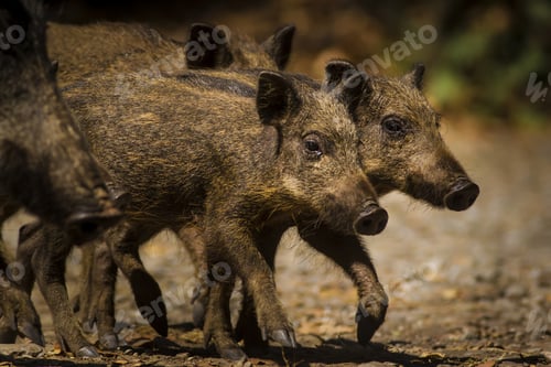 Preview: Cute Wild Boar. Forest Nature Background. Animal: Boar. Sus Scrofa.