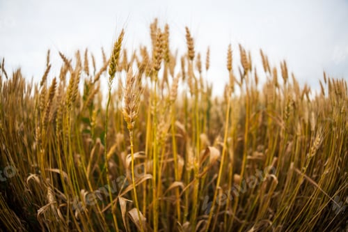 Preview: Wheat Field At Sunset. Fisheye Lens Effects
