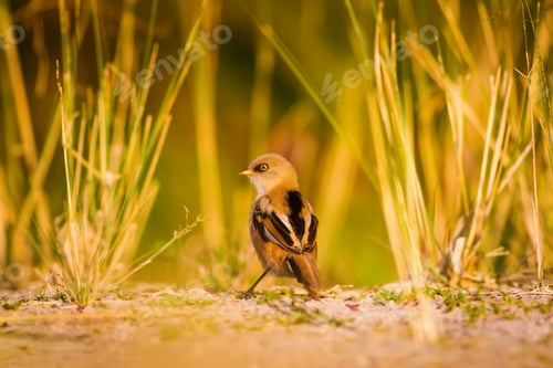 Preview: Cute Bird. Warm Colors Nature Background Bearded Reedling / Panurus Biarmicus