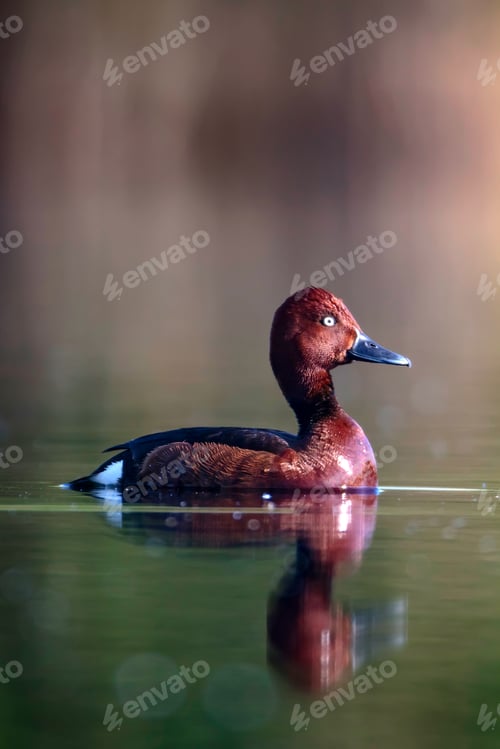 Preview: Swimming Duck. Natural Lake Habitat Background. Bird: Ferruginous Duck. Aythya Nyroca.