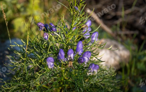 Preview: Purple Mountain Flowers