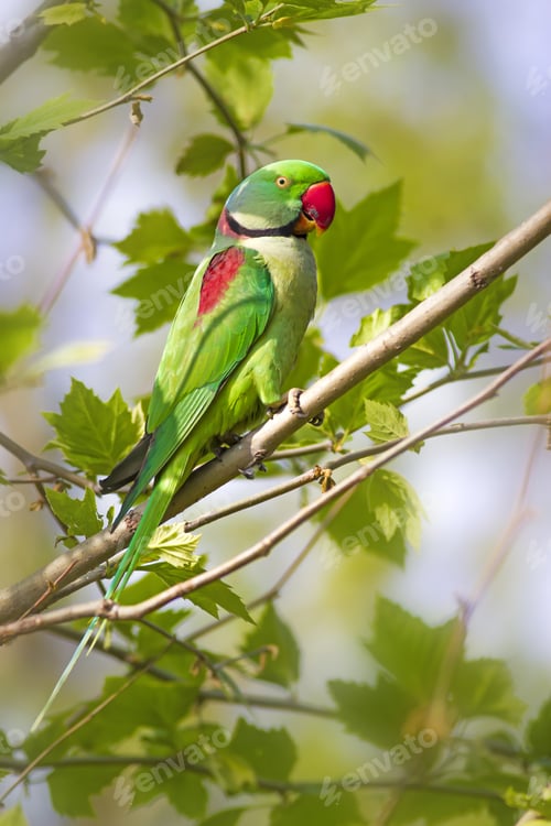 Preview: Green Red Parakeet. Natural Background. Alexandrine Parakeet. Psittacula Eupatria.