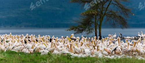 Preview: Great White Pelicans In Lake Nakuru National Park - Kenya, Africa.