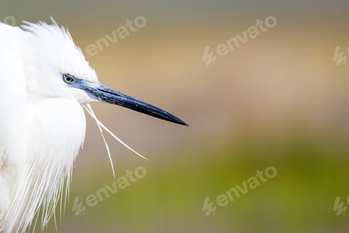 Preview: White Beauty Heron. Colorful Water Nature Background. Bird: Little Egret. Egretta Garzetta.