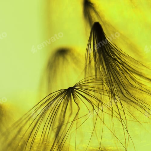 Preview: Abstract Composition With Dried Plants Seeds. Looks Like Dandelion Seeds