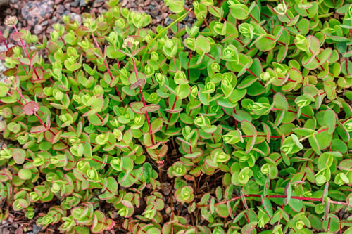 Preview: Acetic Evers, Hylotelephium Ewersii On The Alpine Slide In The Garden