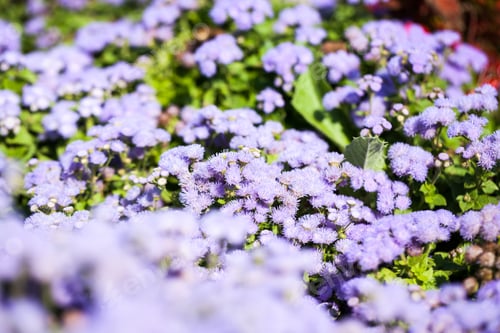 Preview: Ageratum Houstonianum Blue, Plant With Flowers In Botanical Garden