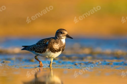 Preview: Cute Water Bird. Common Bird Ruddy Turnstone. Colorful Nature Background. Bird: Ruddy Turnstone