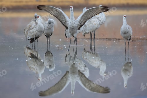 Preview: Sand Hill Crane (Grus Canadensis) At Bosque Del Apache National Wildlife Refuge