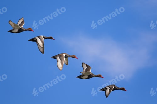 Preview: Flying Duck. Isolated Ducks. Blue Sky Background. Bird: Red Crested Pochard. Netta Rufina.