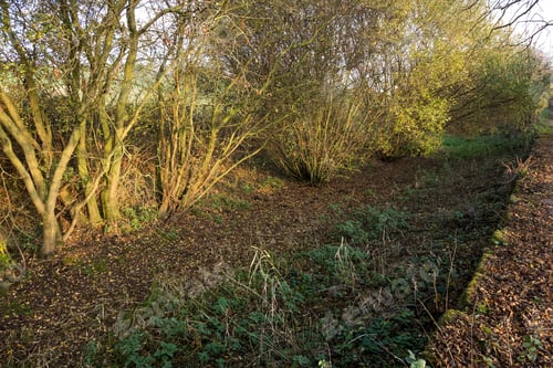 Preview: Disused Derelict Overgrown Canal