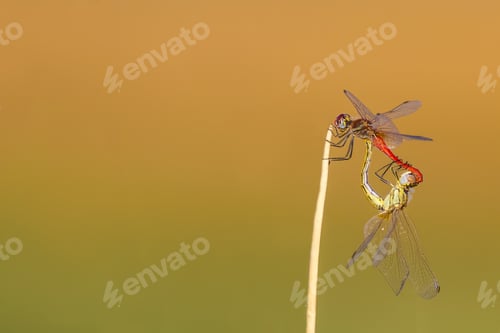 Preview: Couple Dragonfly. Bright Colors. Green Yellow Nature Background.