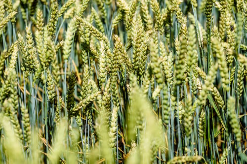 Preview: Summer Landscape With Wheat Field And Clouds In Latvia. Close Up Shoot Of Grain