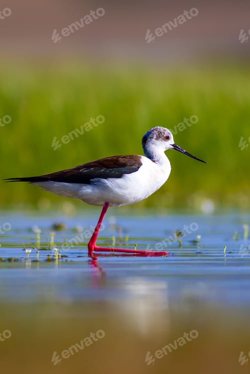 Preview: Cute Water Bird. Colorful Nature Background. Bird: Black Winged Stilt