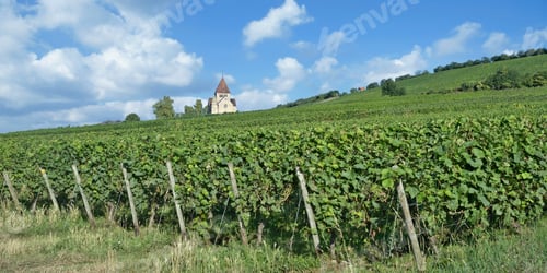 Preview: Kreuzkapelle Church In Vineyard Of Gau-Bickelheim,Rhinehessen,Rhineland-Palatinate,Germany