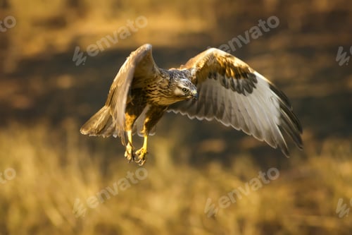 Preview: Bird Of Prey. Flying Buzzard. Yellow Nature Habitat Background. Bird: Long Legged Buzzard. Buteo