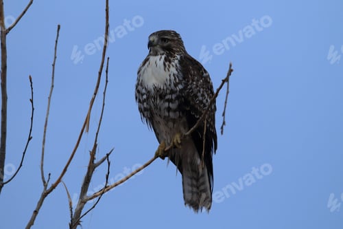 Preview: Red-Tailed Hawk Bosque Del Apache National Wildlife Refuge New Mexico