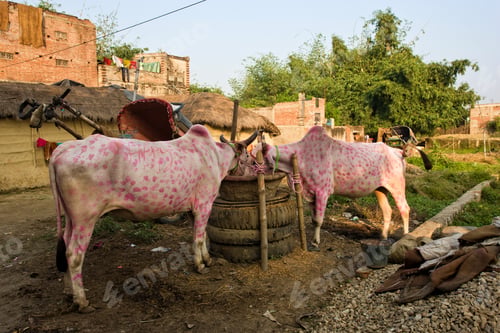 Preview: Oxes Decorated For The Religious Diwali Festival In Raxaul, Bihar State, India. "Diwali", The Hindu